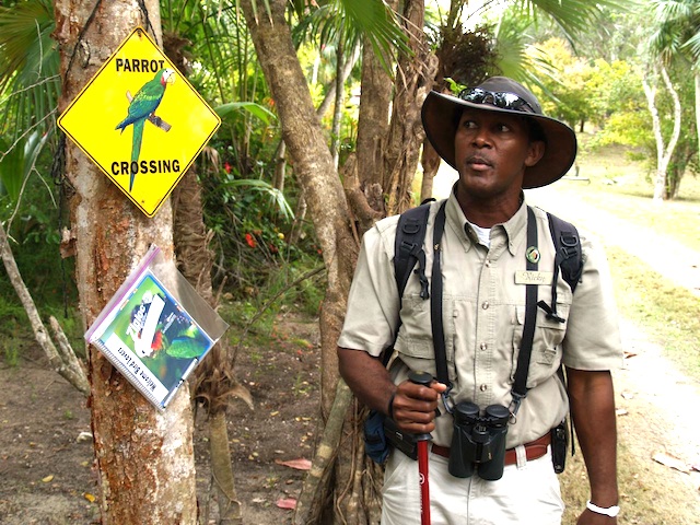 Abaco Parrot