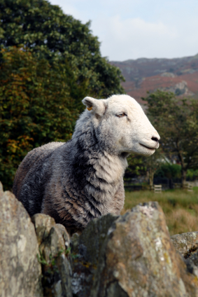 herdwick_sheep