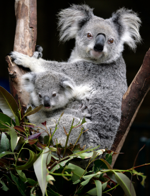 koala