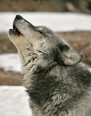 wolf_howling